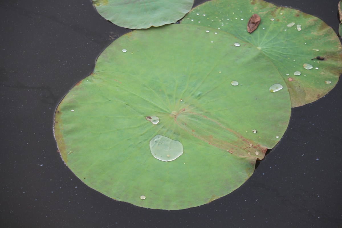 Nelumbo nucifera Gaertn.